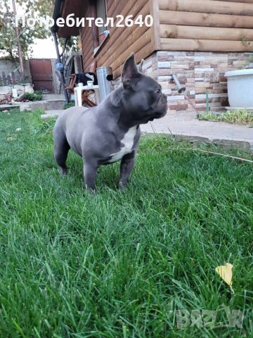 Син френски булдог Blue French bulldog, снимка 3 - Търси партньор - 40268029