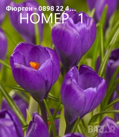  Минзухар - луковици  