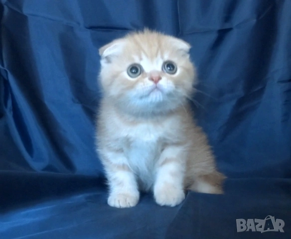 Клепоухи късокосмести котета, снимка 9 - Британска късокосместа - 43400066