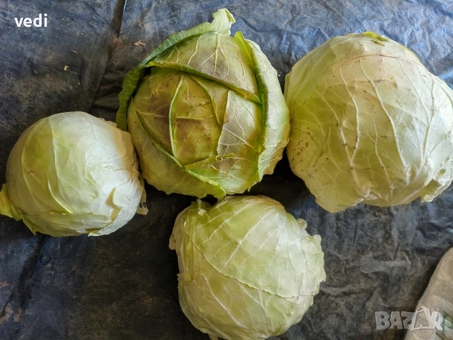 ЗЕЛЕ КЬОСЕ , снимка 5 - Разсади - 52557051