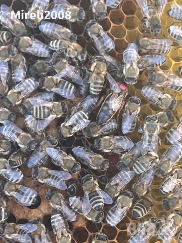 Пчелни майки и отводки, снимка 2 - За пчели - 40875299