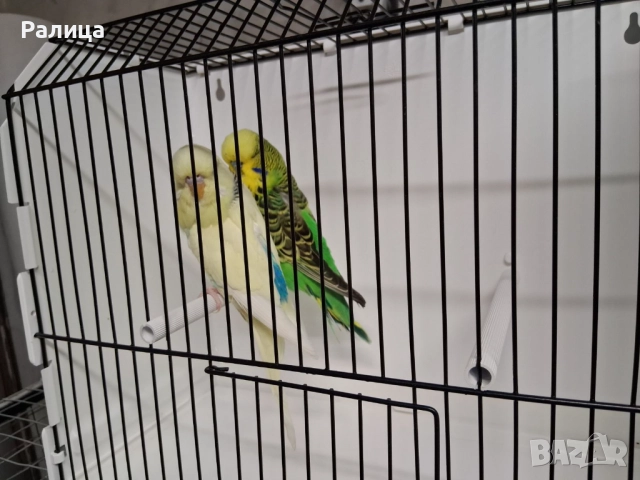 Изложбени вълнисти, снимка 5 - Папагали - 51584676