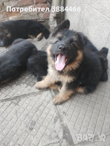 немска овчарка , снимка 1