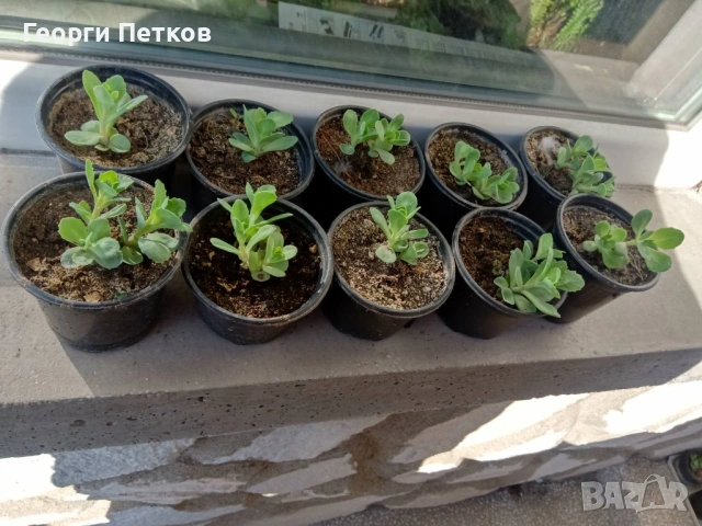 Дебела Мара - 5 €., снимка 4 - Градински цветя и растения - 53869481