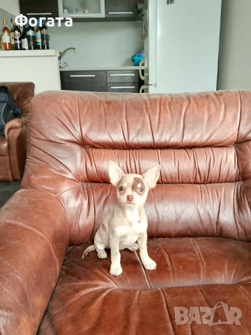 Продава се, снимка 4 - Чихуахуа - 52384392