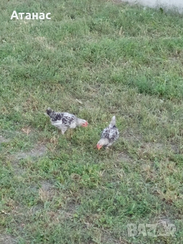  Декоративни петлета, снимка 2 - Кокошки и пуйки - 51786287