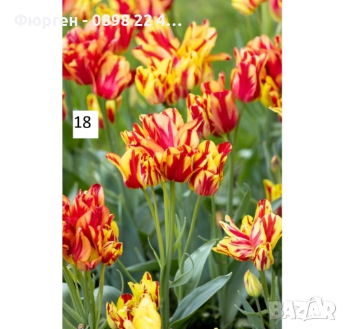 Луковици на лалета, снимка 5 - Разсади - 51436409