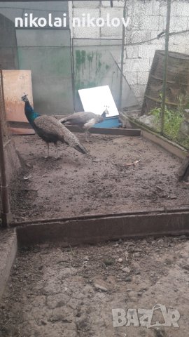 двойка пауни, снимка 2 - други­ - 41821918