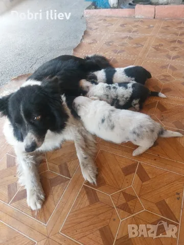 Продавам Бордан Коли, снимка 1