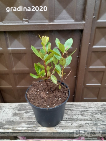 Ягодово дърво - Арбутус, снимка 9 - Градински цветя и растения - 27448713