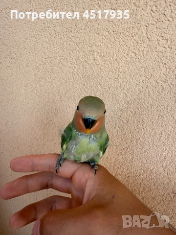 Папагали неразделки, снимка 4 - Папагали - 50979049