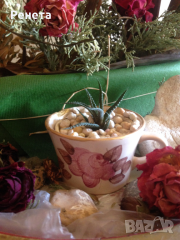 Продава Хавортия атенуата - много лесна за отглеждане, снимка 11 - Стайни растения - 14050907