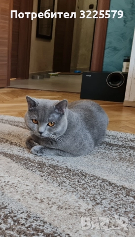 Британец за разплод, снимка 5 - Търси партньор - 51956362