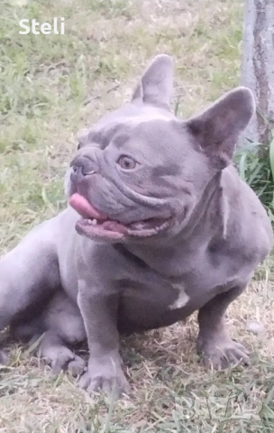 Френски булдог сини , снимка 7 - Френски булдог - 53030675