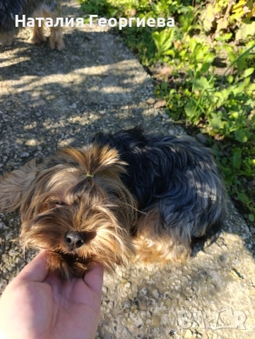 Продавам йоркширски териер, снимка 3 - Йоркширски териер - 52118874