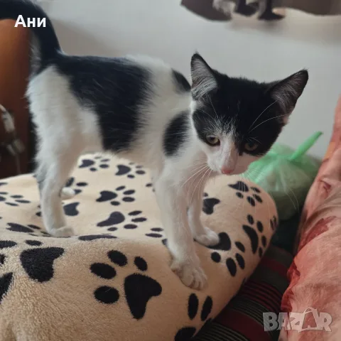 Коте на два месеца и половина, снимка 5 - Други - 56235749