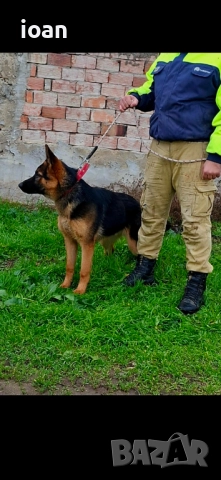 Обучено мъжко немска овчарка , снимка 2 - Немска овчарка - 52847403