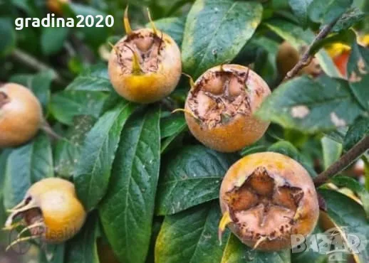 Мушмула  , снимка 2 - Разсади - 34783974