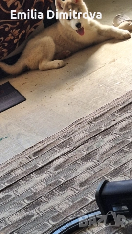 продавам хъскита кучете, снимка 7 - Хъски - 53236382