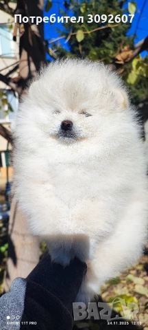 Померан момче