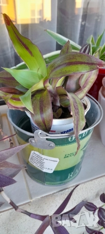 Цветя - алое, традесканция трицветна и лилава, калезия, снимка 6 - Стайни растения - 52022033