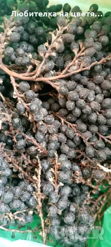 пресни семена хамеробс,трахикарпус( и разсад ), вашингтония и финикова канарска, снимка 11 - Сортови семена и луковици - 48914096