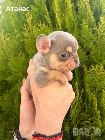 Френски булдог, снимка 7 - Френски булдог - 52548331