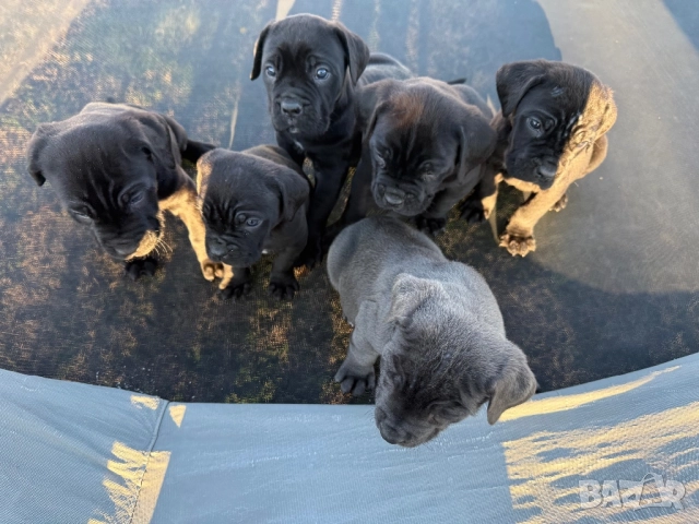 Кученца кане корсо, снимка 7 - Кане корсо - 52584769