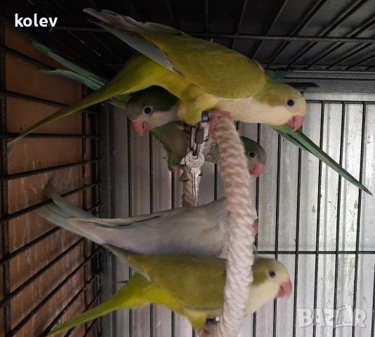 Ръчно хранени папагали монах  2023г , снимка 2 - Папагали - 40805832
