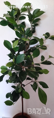 ЖЕН ШЕН - СТАЙНО ЦВЕТЕ , снимка 2 - Стайни растения - 51785614