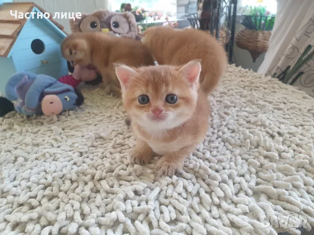 Шотландска златна чинчила, снимка 6 - Британска късокосместа - 55908188