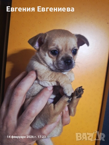 Мини чихуахуа момче., снимка 3 - Чихуахуа - 53590830