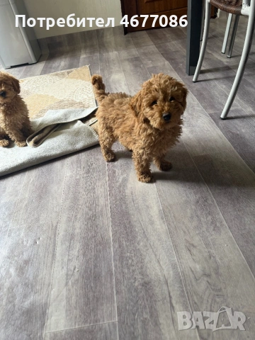 mini Toypudel  мъжко и женско на 3 месеца