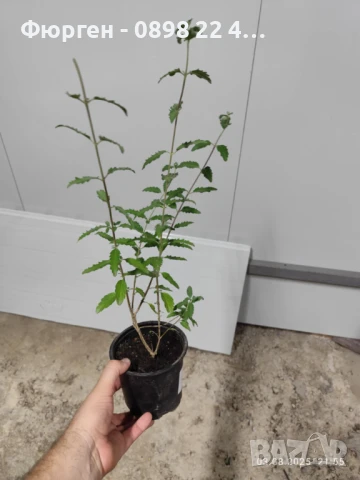 Кариоптерис, снимка 4 - Разсади - 51248031