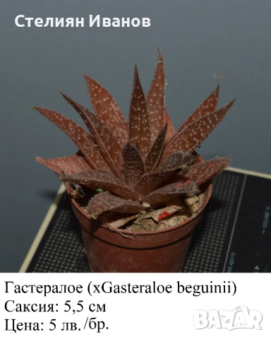 Сукуленти - алое, астролоба, хавортия, гастерия и гастералое,, снимка 10 - Стайни растения - 51468494