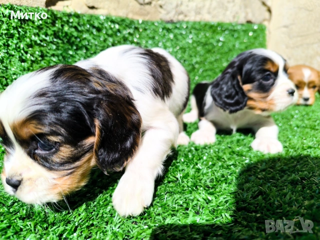 Кавалер Кинг Чарлз шпаньол , снимка 11 - Кавалер кинг чарлз шпаньол - 51169749