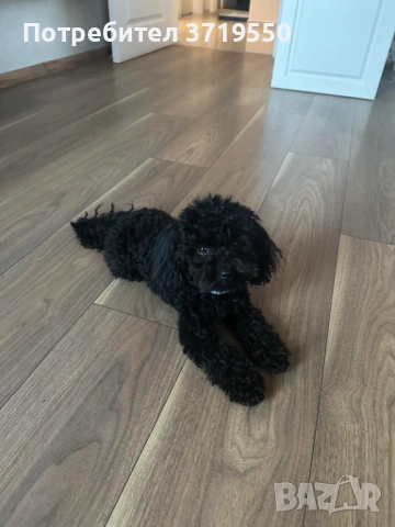 Той Пудел за разплод, снимка 2 - Пудели - 53839956