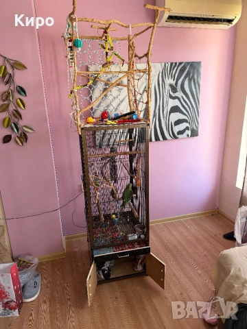 Голям Александър с клетка , снимка 2 - Папагали - 53729907