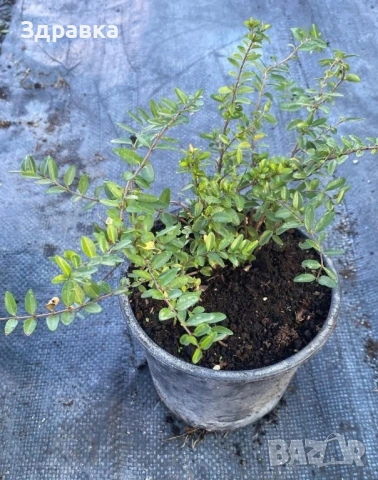 Лоницера Нитида 