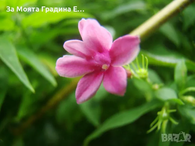 Жасмин 4 цвята , снимка 4 - Разсади - 49491630