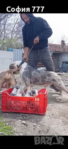 малки и страхотни бебета американско були