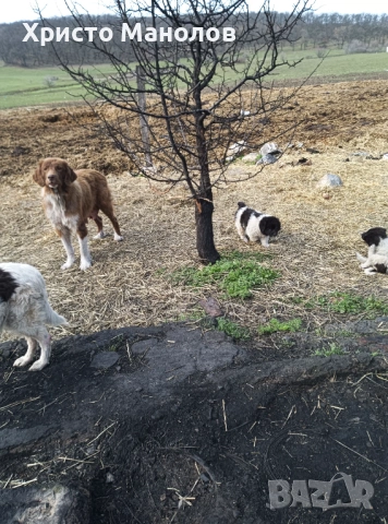 Каракачанско чубанско куче, снимка 2 - За кучета - 53652430