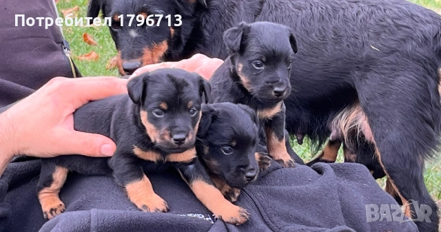 Ягдтериер кученца