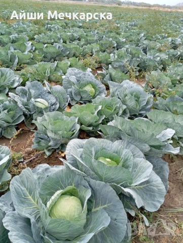 Продавам зеле Чиърс на едро , снимка 7 - Други - 52086423