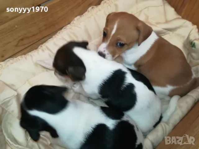 БЕБЕТА ДЖАК РЪСЕЛ-2025Г СЛАДУРИ 3БР 3001250718, снимка 11 - Джак ръсел териер - 48887534