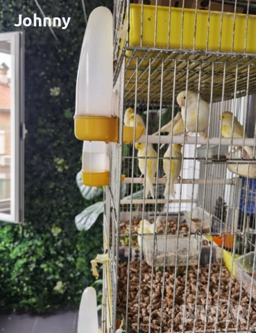 млади канари, снимка 2 - Канари - 53210379