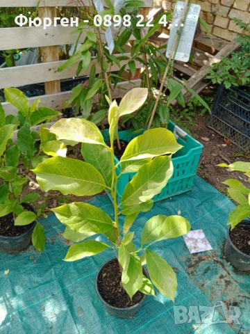 Магнолия Джордж Хенри Керн, снимка 6 - Разсади - 43794646