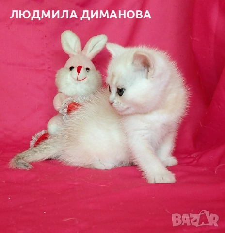 Шотландски мъжко женско , снимка 6 - Британска късокосместа - 53744127