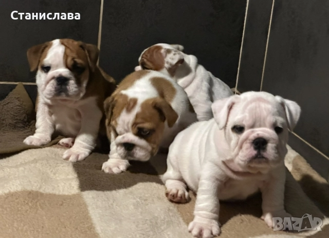 Английски булдог, снимка 3 - Английски булдог - 52345083