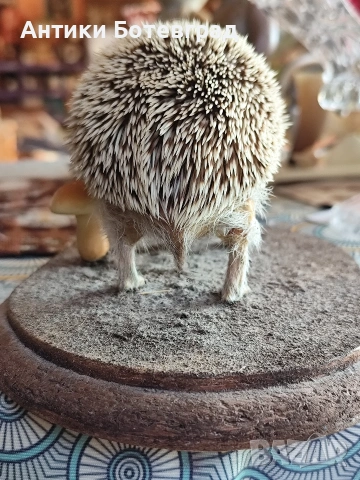 препариран таралеж , снимка 5 - Други - 53474644